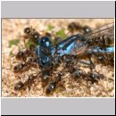 Lasius cf niger - Wegameise 05c 7mm mit Libelle.jpg